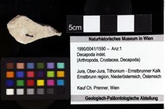 Foto (Objket + Etiketten) von Decapoda indet. 